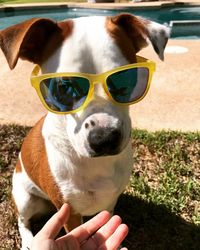 Portrait of dog holding sunglasses