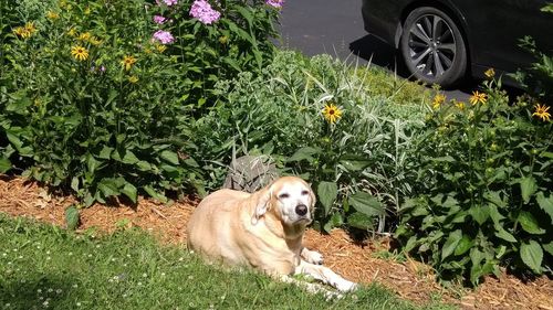 Portrait of dog sitting in yard