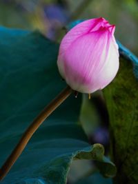 Close-up of pink flowers