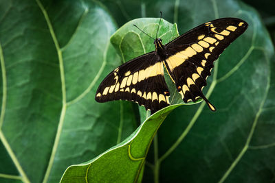 Close-up of butterfly on leaf