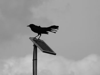 Low angle view of bird perching on pole against sky