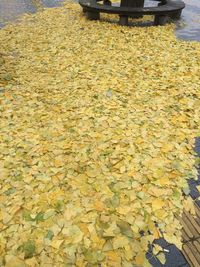 Close-up of autumn leaves