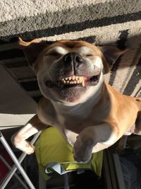 High angle portrait of dog at home