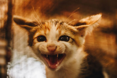 Close-up portrait of a cat