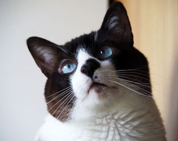 Close-up portrait of a cat