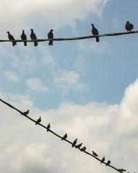 Low angle view of birds on cable against sky