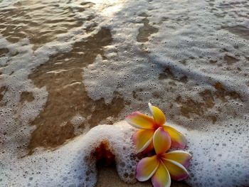 High angle view of water on beach