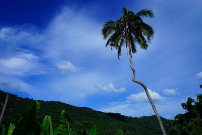 Low angle view of coconut palm trees against sky