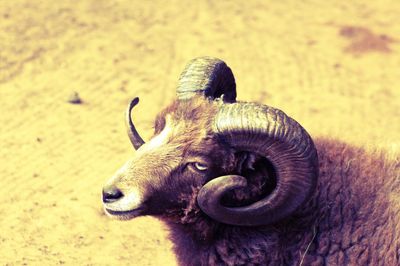 Close-up of elephant on field