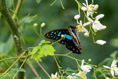 Beautiful butterfly on moringa tree