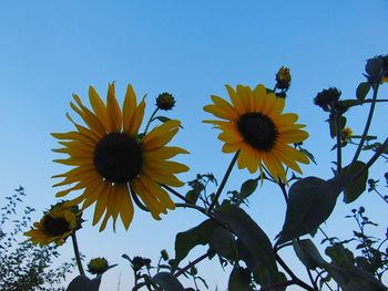 Low angle view of sunflower blooming against clear blue sky