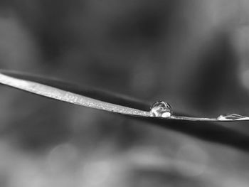 Close-up of water drops on twig