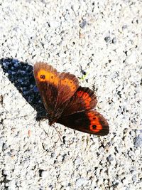 Close-up of butterfly