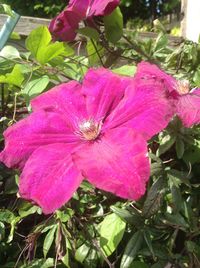 Close-up of pink flowers