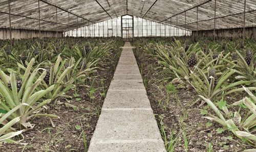 Plants growing in greenhouse