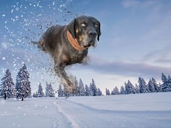 Dog on snow covered land