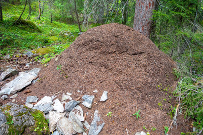 High angle view of rocks on field