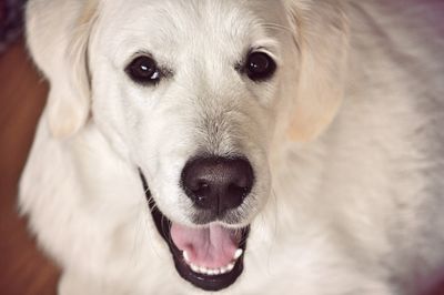 Close-up portrait of dog