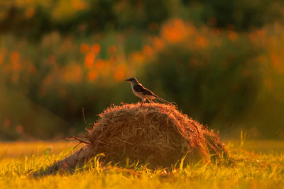 Bird perching on hay bale at sunset