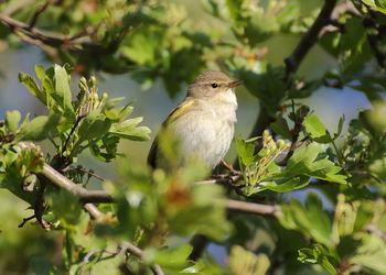 Bird perching on a tree