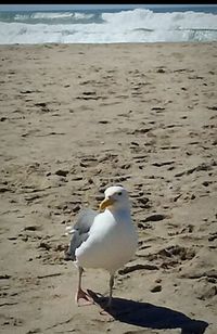 Seagulls perching on sand at beach