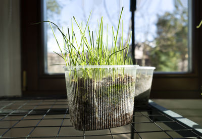 Growing onion fresh sprouts of leek or green onion. young leek seedling growing in plastic container