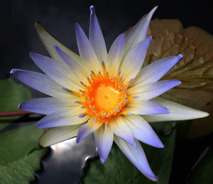 Close-up of flower blooming outdoors