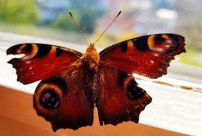 Close-up of butterfly on leaf