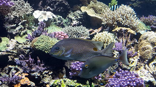 Close-up of fish swimming in sea