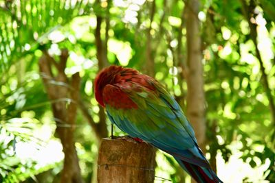 Close-up of bird perching on tree