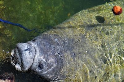 Close-up of turtle swimming in water