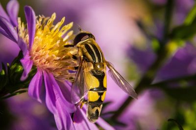 Close-up of bee on purple flower