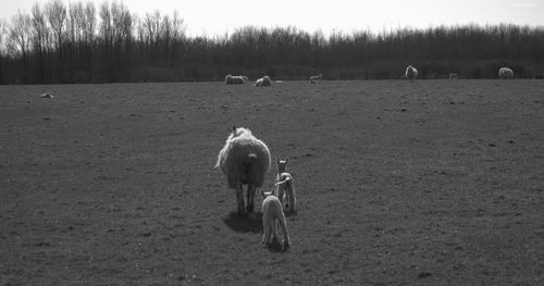 Rear view of sheep and lambs walking on field