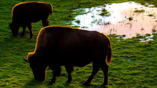 Cows grazing on field by lake