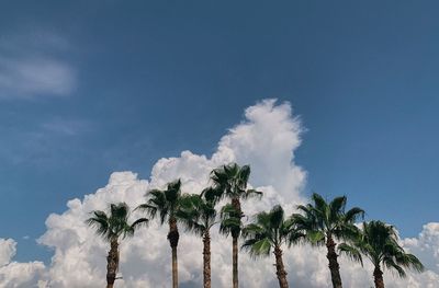 Low angle view of trees against sky