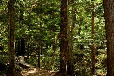 Trees growing in forest