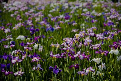 Close-up of purple crocus flowers blooming on field