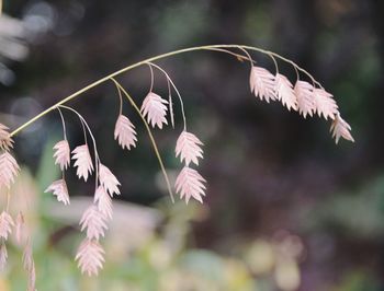 Close-up of flowering plants on field