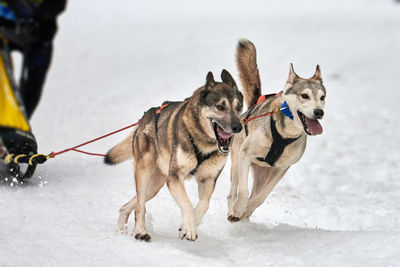 Dogs on snow field