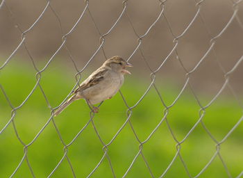 Close-up of bird perching on chainlink fence