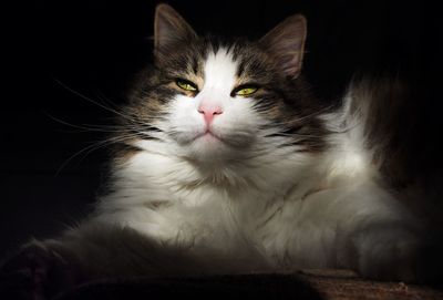 Close-up of cat in darkroom