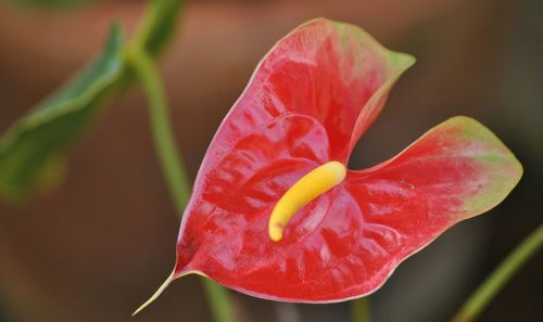 Close-up of pink day lily blooming outdoors