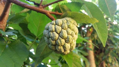 Close-up of fruit growing on tree