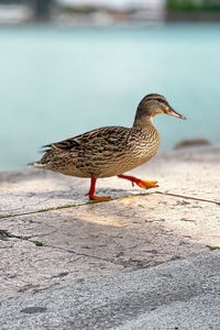 Bird perching on retaining wall
