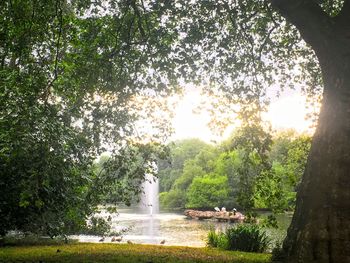 River flowing through forest