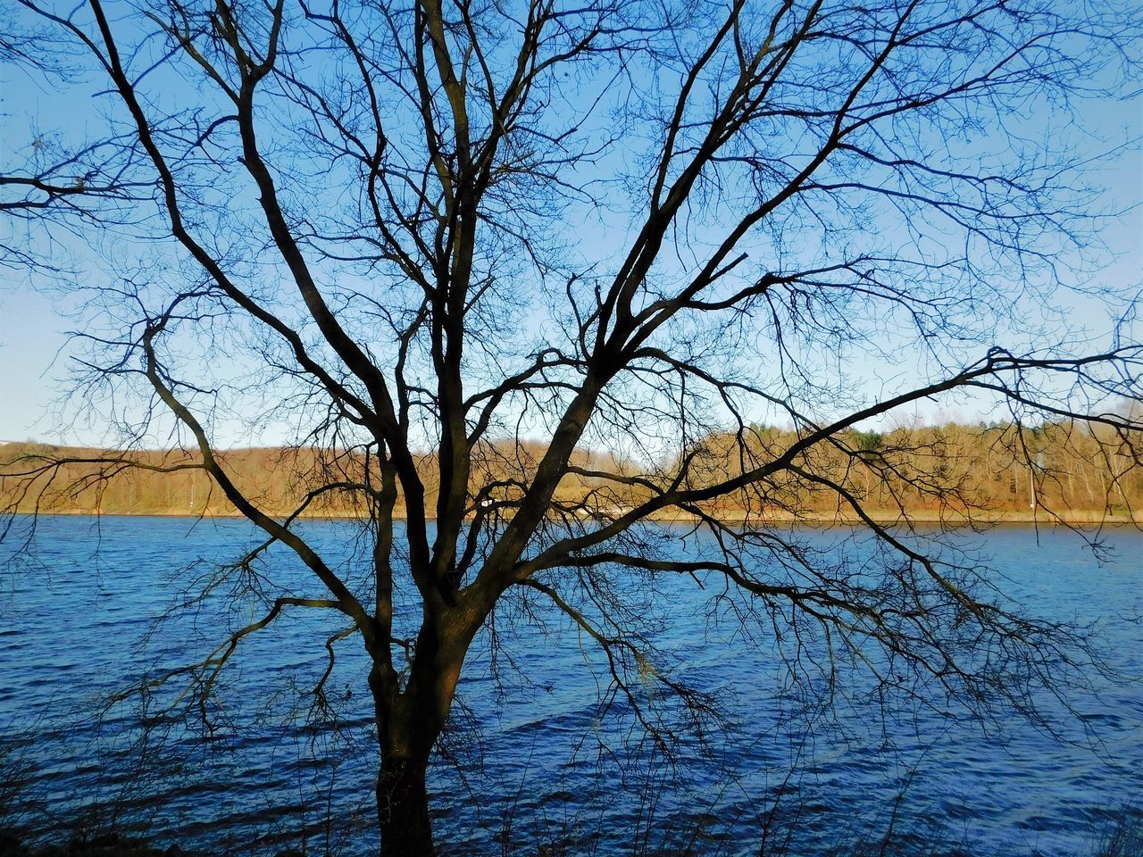 BARE TREES BY LAKE AGAINST BLUE SKY