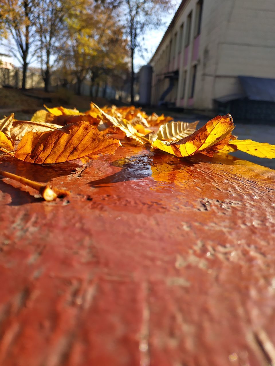 leaf, plant part, autumn, nature, change, no people, leaves, tree, falling, close-up, day, wood - material, orange color, selective focus, plant, yellow, outdoors, dry, wood, built structure, surface level