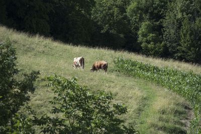 Cows on a green cow pasture, agriculture and farm animal husbandry