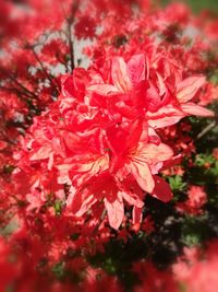 Close-up of red flowers