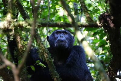 Low angle view of chimpanzee sitting on tree at kibale national park